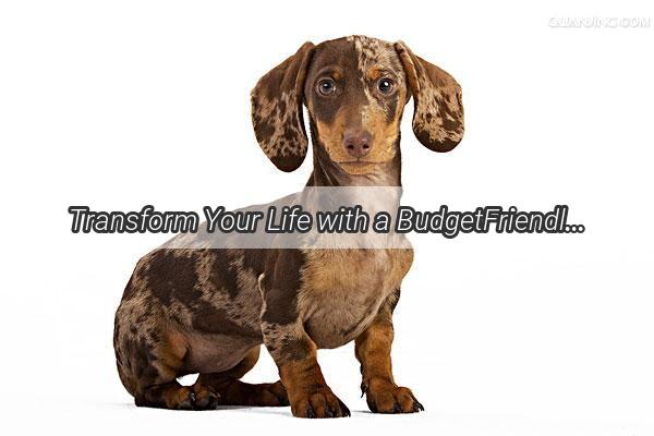 Transform Your Life with a BudgetFriendly 200 Monthly Dog Care Plan